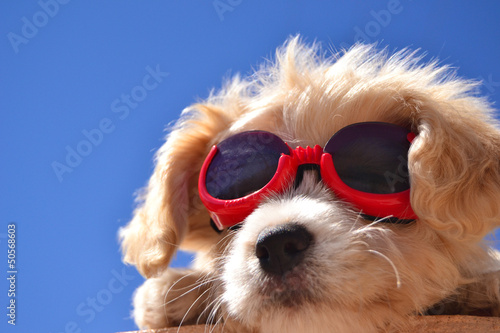 Photo: Welpe mit sonnenbrille Welpe mit sonnenbrille