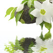 lys de l'annonciation et ficus sur galet