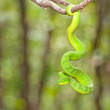 Ekiiwhagahmg snakes  snakes green  in the forests of Thailand