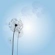 Dandelion 1903