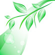 branch with leaves