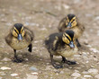 Ducklings