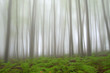 Mystic forest with fern