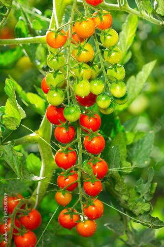 Photo: Fresh and organic cherry tomatoes in the garden Fresh and organic cherry tomatoes in the garden