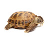 Russian Tortoise or Central Asian tortoise