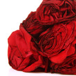 Red roses on white background