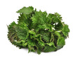 nettle