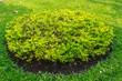 plant Golden dewdrop.(Duranta drdcta L.)