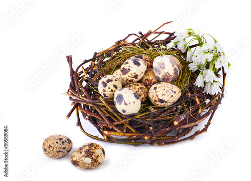 Photo: Quails Eggs in a nest isolated Quails Eggs in a nest isolated