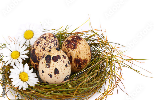 Photo: Quail's Eggs and chamomiles in a Nest Quail's Eggs and chamomiles in a Nest