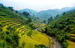 rice field on terraced in mountain.