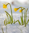 Daffodil blooming through the snow