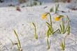 Daffodil blooming through the snow