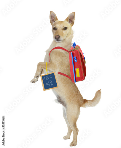 Photo: Cute school boy dog wearing a backpack Cute school boy dog wearing a backpack
