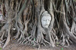 Tree of buddha and buddha head