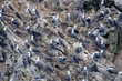 Photo: birds on ballestas islands birds on ballestas islands