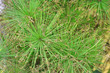 Photo: Close up view papyrus green plant Close up view papyrus green plant
