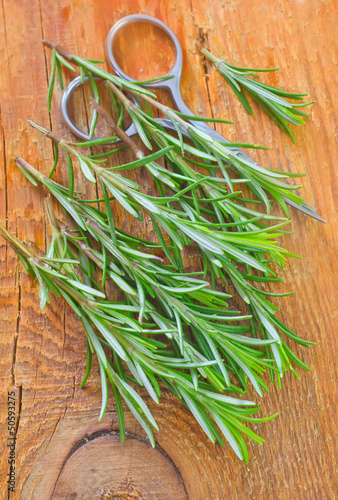 Photo: rosemary rosemary