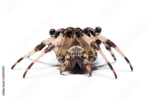 Photo: spider spider