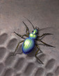 Illustration: beetle running over skidmark beetle running over skidmark