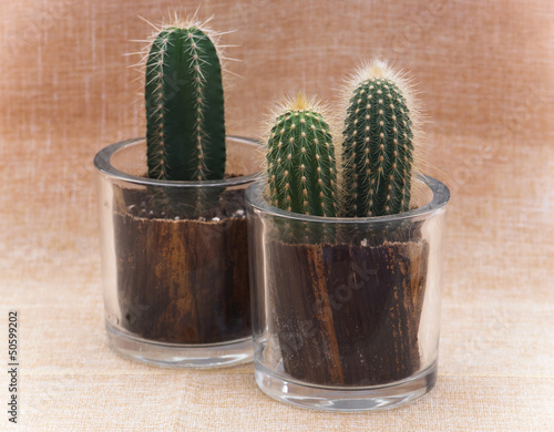 Photo: Two cacti in pots Two cacti in pots
