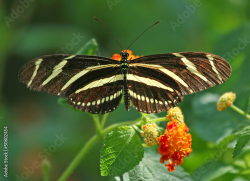 Photo: Zebra Longwing Butterfly on Lantana Flower Zebra Longwing Butterfly on Lantana Flower