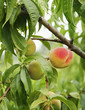 Pfirsichbaum