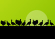 Wild turkey hunting season silhouettes in countryside landscape