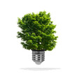 Arbre poussant dans une ampoule - concept écologique