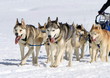 A husky sled dog team at work