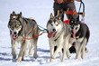 A husky sled dog team at work