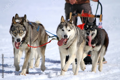 Photo: A husky sled dog team at work A husky sled dog team at work