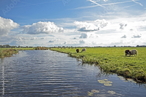 Photo: Typical wide dutch landscape with sheep, water and cloudscapes Typical wide dutch landscape with sheep, water and cloudscapes