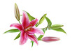 Lilies
