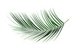 Palm Leaf