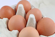 eier in einer eierschachtel