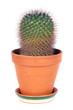 Mammillaria