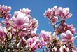 Magnolien Detail
