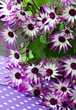 -Pericallis-
