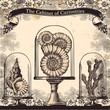 The cabinet of curiosities