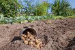 First harvest of organically grown new potatoes