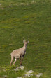 Capra Ibex - Stambecco (young)