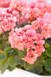 Foto: garden geranium flowers garden geranium flowers