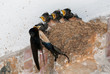 Barn swallow feeding chicks in nest