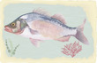 Vector: Sea perch on retro style background Sea perch on retro style background