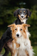 two cute dog border collie hug