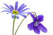 Flores silvestres
