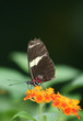 Red Doris Longwing Butterfly standing on lantana flower
