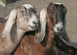 Two  Female Goats