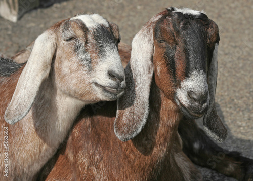 Photo: Two Female Goats Two Female Goats